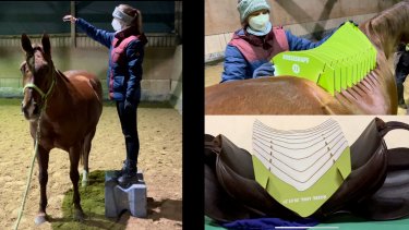 Horseshape Smart 3D Scan – TEC Competence UG (haftungsbeschränkt) & Co. KG